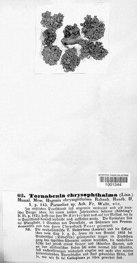 Niorma chrysophthalma image